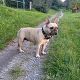 Kutya Francia bulldog