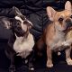 Kutya Francia bulldog