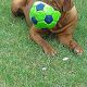 Kutya Bordeaux-i dog