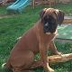 Kutya Boxer
