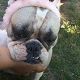 Kutya Francia bulldog