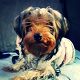 Kutya Yorkshire terrier