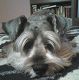 Kutya Schnauzer