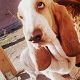 Kutya Basset hound