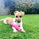 Kutya Jack Russel terrier