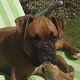 Kutya Boxer