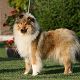 Kutya Collie