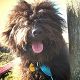 Kutya Tibeti terrier