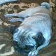 Kutya Mops