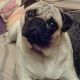 Kutya Mops