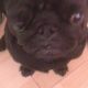 Kutya Mops