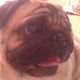 Kutya Mops