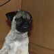 Kutya Mops