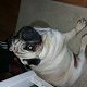 Kutya Mops