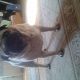 Kutya Mops