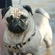 Kutya Mops