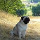 Kutya Mops