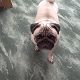 Kutya Mops