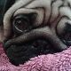 Kutya Mops