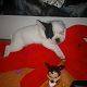 Kutya Francia bulldog