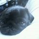 Kutya Mops
