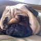 Kutya Mops