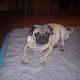 Kutya Mops