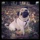 Kutya Mops