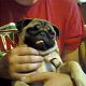 Kutya Mops