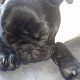 Kutya Mops