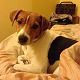 Kutya Jack Russel terrier