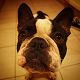 Kutya Francia bulldog
