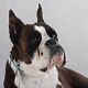 Kutya Boxer