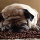 Kutya Mops