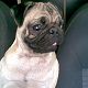 Kutya Mops