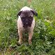 Kutya Mops