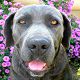 Kutya Cane corso