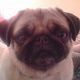 Kutya Mops