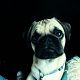 Kutya Mops