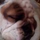 Kutya Bulldog