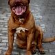 Kutya Bordeaux-i dog