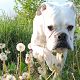Kutya Boxer