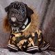 Kutya Bulldog