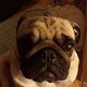 Kutya Mops