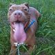 Kutya Pitbull terrier