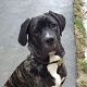 Kutya Cane corso