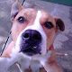 Kutya Pitbull terrier