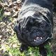 Kutya Mops