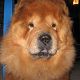 Kutya Chow-chow