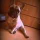 Kutya Francia bulldog